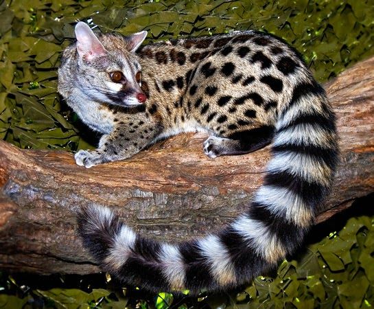 Spotted Genet